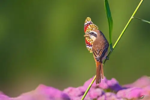 红尾伯劳和它的大花蝴蝶----恭贺荣获首页精华! - 河北版 hebei 鸟网