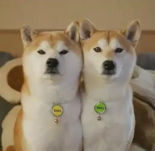 风靡ins的两只柴犬爱玩"大家来找柴",画风过于可爱!