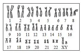 1. 人的体细胞有染色体,其中有常染色体,性染色体.