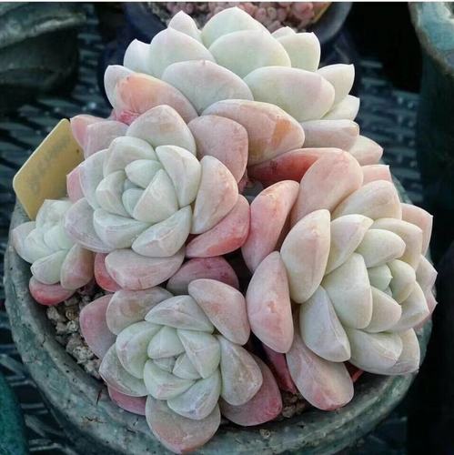 韩国奶油冰玉多肉群生小暗系列控养颜色好看多肉植物