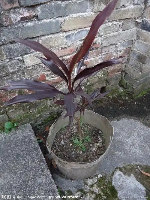 红铁树的功效与作用,主要在于药用以及观赏