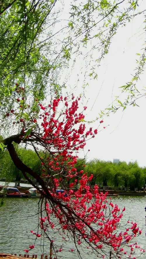 春花烂漫 景色迷人