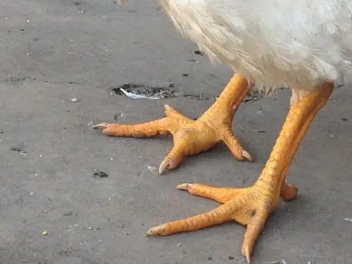 小鸡脚部涨了脓包怎么治疗?