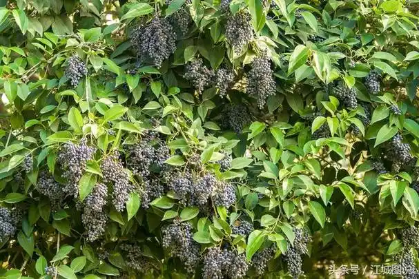 街头出售女贞子,10元1两,这是一种中药,能治疗许多种病症