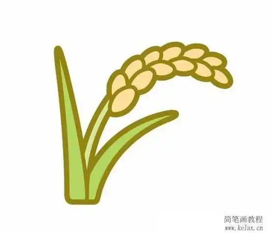 水稻图片简笔画图片