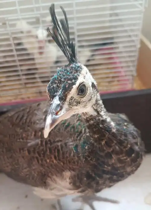 在家养孔雀第二个月变化图倒叙