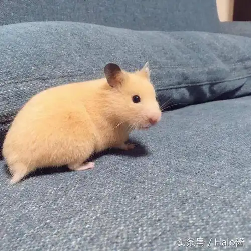 这只日本超可爱金丝熊会变形?平摊变煎饼简直萌翻天啦!_手机搜狐网