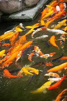 金色鲤鱼图片_金色鲤鱼图片大全_金色鲤鱼背景图片