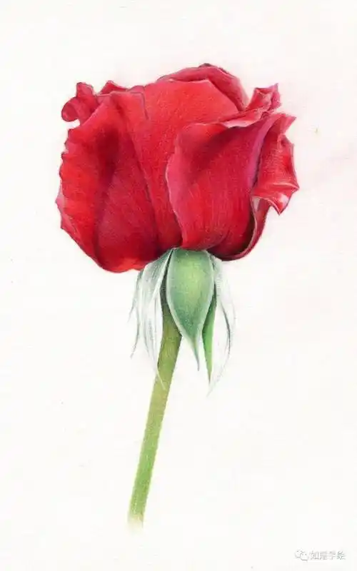 彩铅手绘红玫瑰玫瑰的红容易受伤的梦
