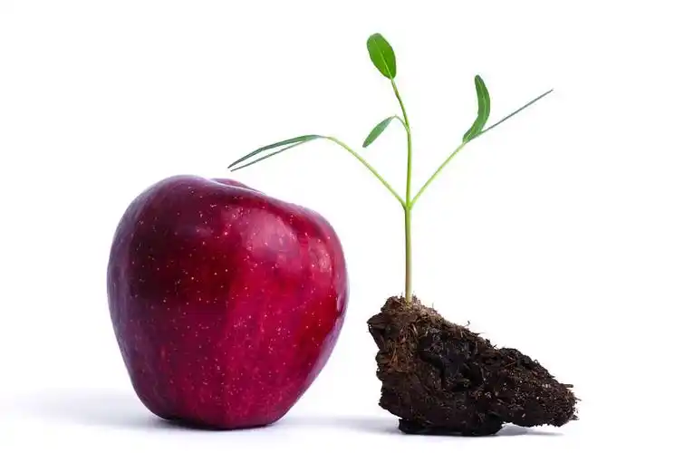 红苹果,幼苗,白色背景_高清图片_全景视觉