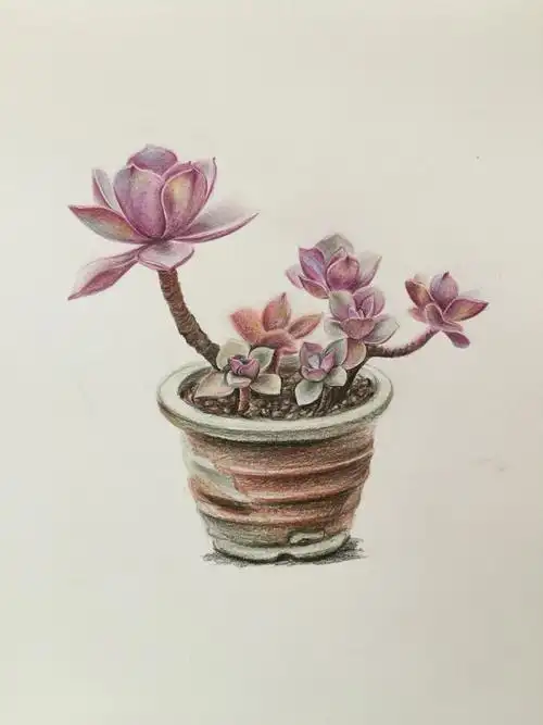 多肉盆景写生