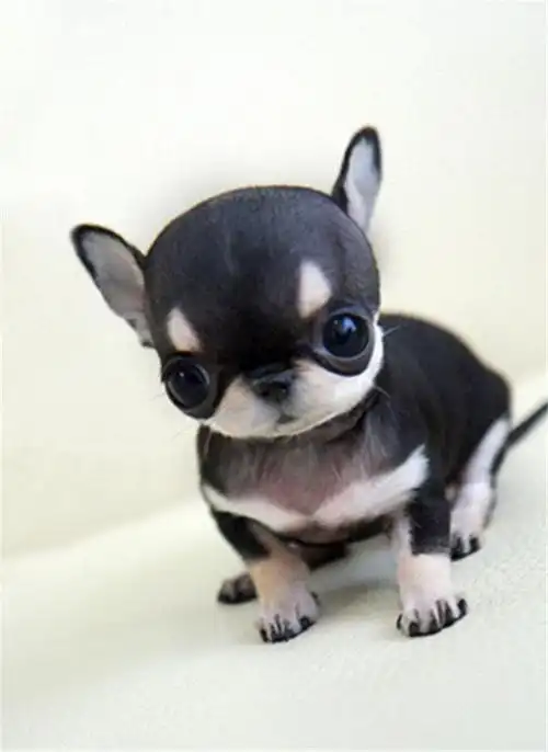 推荐犬舍 呼伦贝尔哪里有卖纯种吉娃娃,吉娃娃多少钱