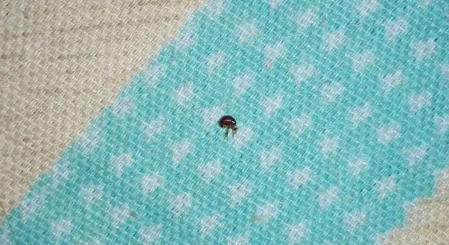 2 2011-08-05 屋里生了一种小虫子,带壳,会飞,小米粒大,棕色的,哪位