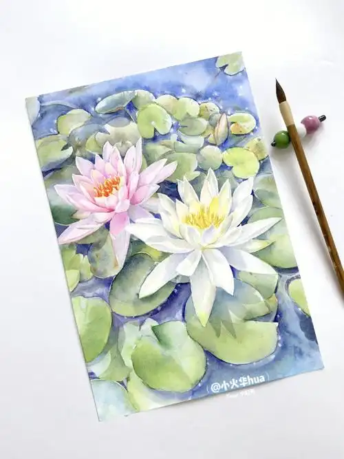 水彩花卉睡莲