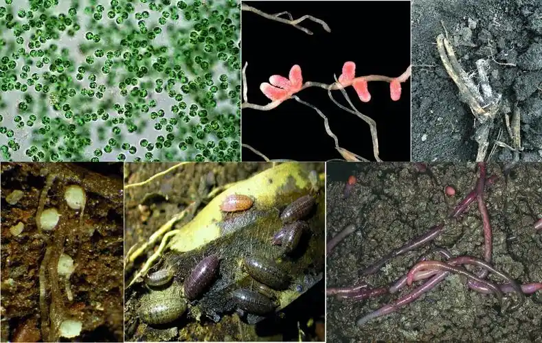 土壤生物多样性知多少