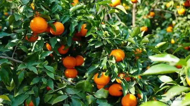 67大理宾川万亩沃柑成熟上市!万余名"果园管家"收益丰!