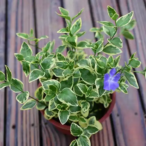 花叶蔓常春藤垂吊盆栽四季常绿花园庭院彩色观叶开花吊兰 二盆 18cm盆