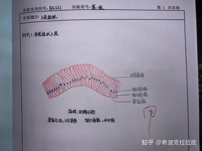 组胚实验手绘 - 知乎