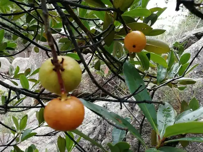 野山竹,甜而滑,嫩而香.青潭这里特别多,而且手