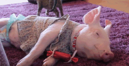 446_230gif 动态图 动图