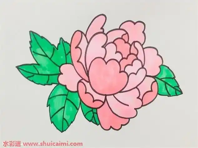 牡丹花怎么画 牡丹花简笔画图片带颜色 - 水彩迷