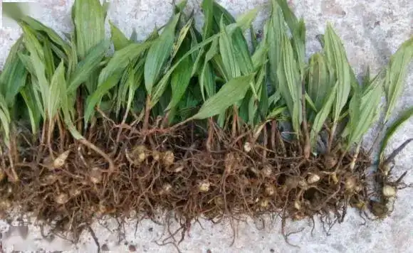 多野生于疏松,肥沃的砂质壤土中的林下或山坡草地,深山幽谷等环境;但