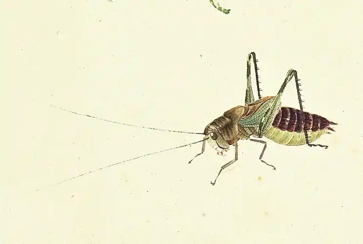 齐白石笔下草虫世界生趣盎然
