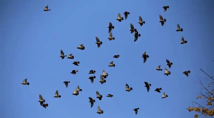 拍摄到的一组群鸟