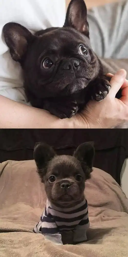 生活不易,来吸一口小法斗吧!