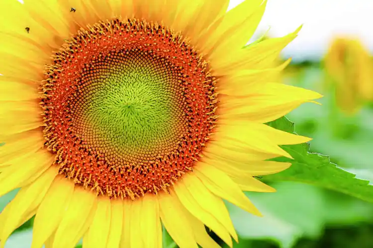 阳光灿烂 请在这片向日葵花田里c位出道