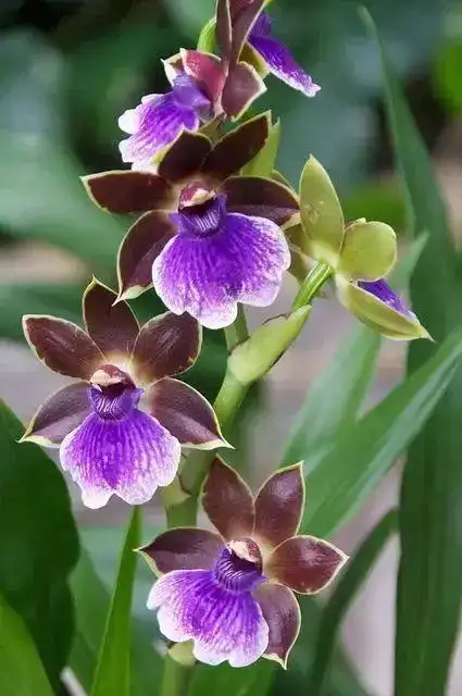 兰花图片大全大图,兰花品种大全及图片名字全及图片(兰花品种那种最好