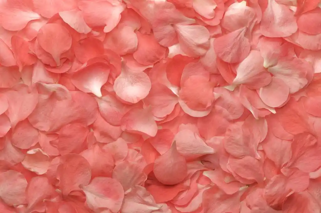 粉色花瓣纹理,粉红色花朵的花瓣纹理