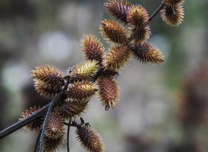 农村这种长满刺的"狼牙棒",农民看到就拔,对治疗鼻炎有特效!