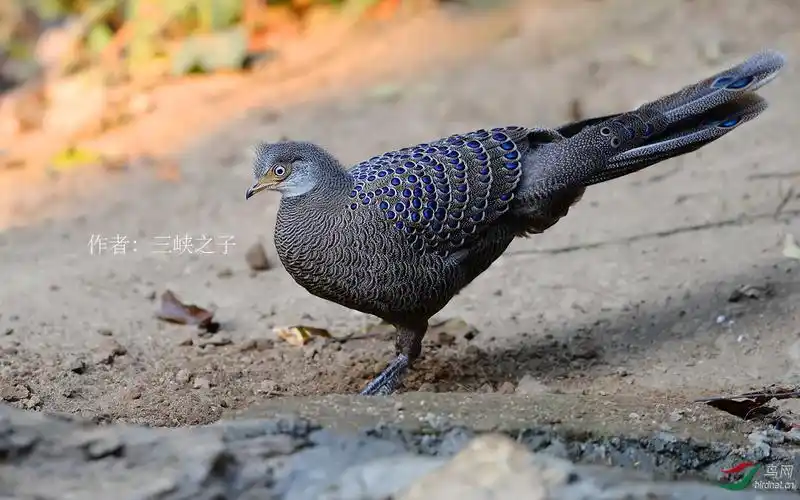 2017国家一级重点保护鸟类名录附图根据中国鸟类图志关注宝儿编辑整理