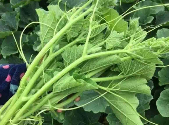 南瓜蔓真的能治结石吗南瓜藤通常不可以排结石,南瓜