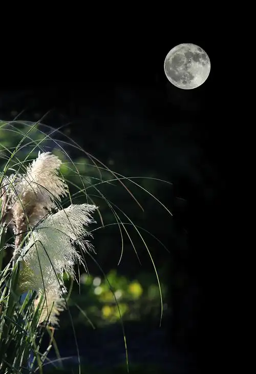 十五的月亮十六圆