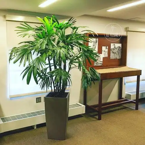 大型金山棕竹客厅北欧盆栽网红绿植好养活禅意四季室内棕榈植物