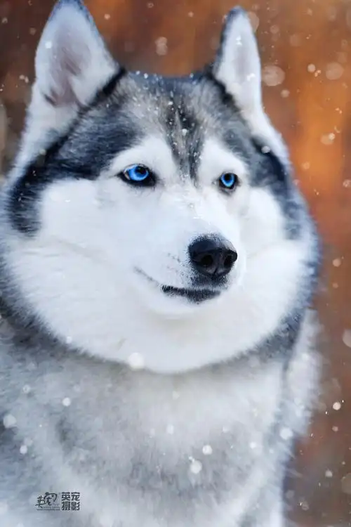 来一组蓝眼睛的哈士奇压阵否则好似过了一个假冬天啊