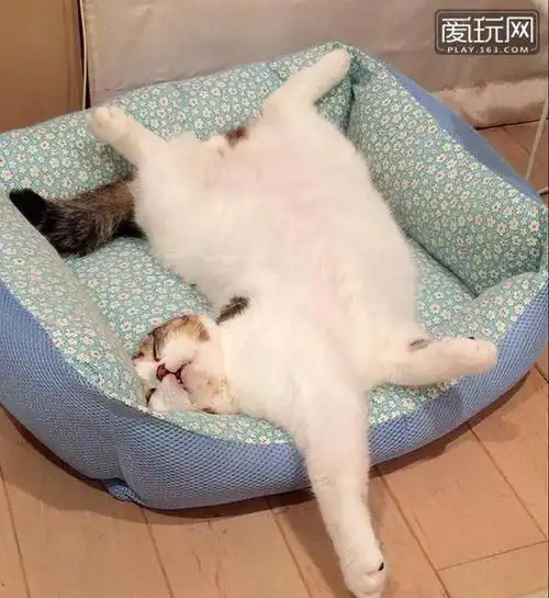 每日一雷不科学的喵星人睡姿