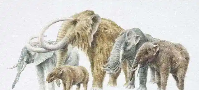 乳齿象(美洲乳齿象)