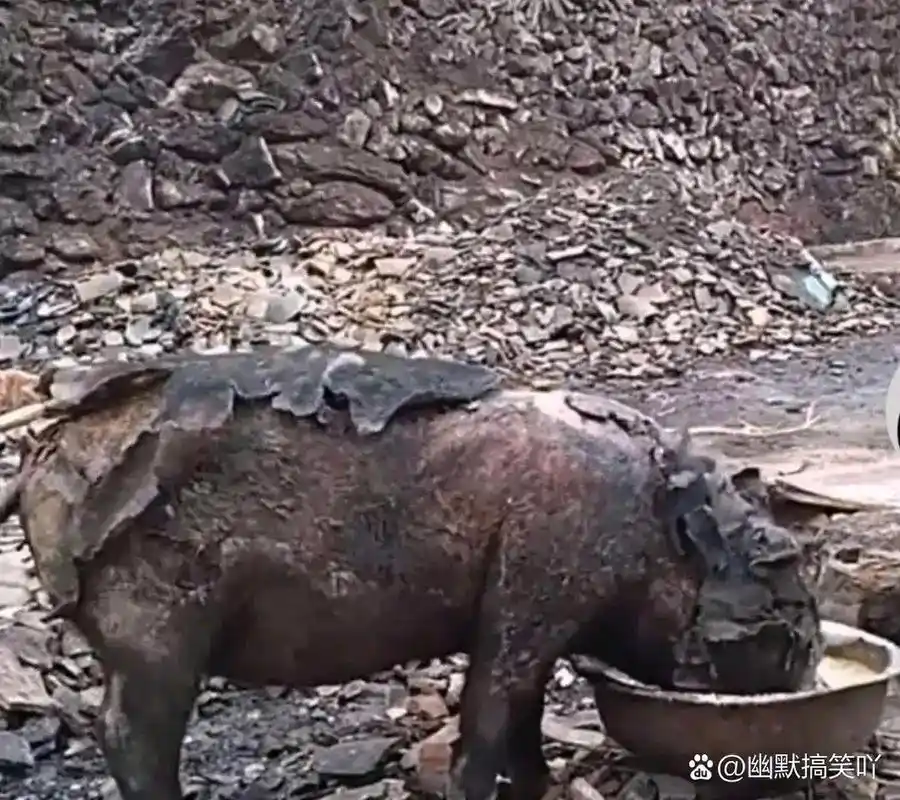 汶川地震的猪坚强.和火灾逃出的猪坚强,哪个更名副其实呢?