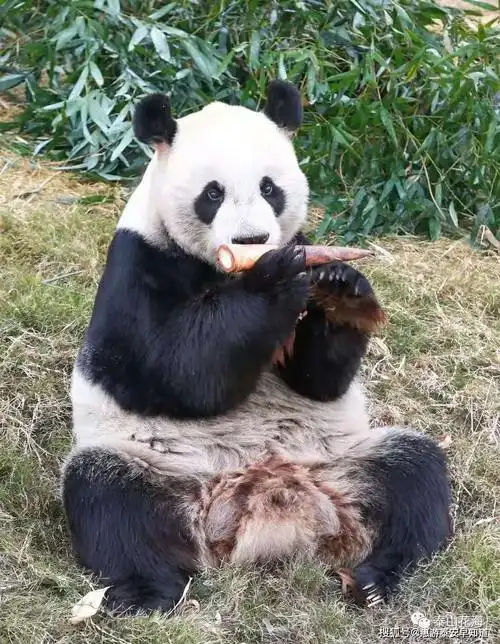 国宝大熊猫,萌宠小动物集结!来泰安这里满足你的少女心!