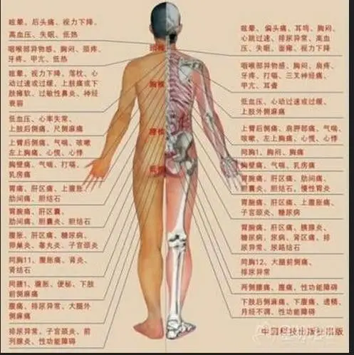 人体背部与五脏的关系图脊椎图7颈椎12胸椎5腰椎5骶椎