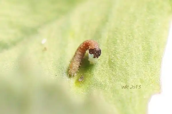 刚孵化的东亚豆粉蝶一龄幼虫,正在啃食卵壳