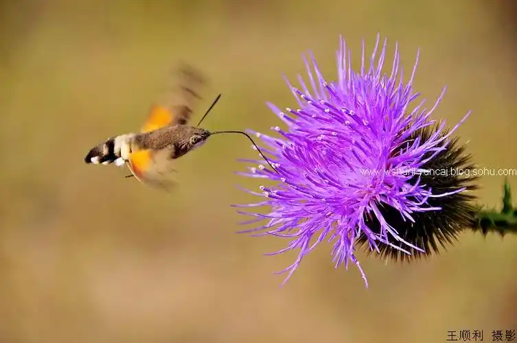 吸食花粉的青背长喙天蛾
