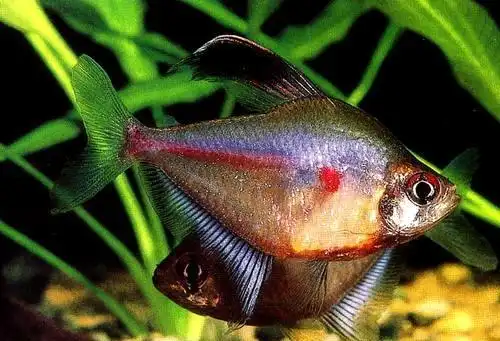 渔场大量批发 玫瑰扯旗(短尾)热带鱼 低价销售 秒杀