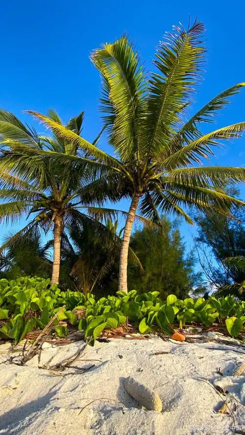 椰子树怎么繁殖?