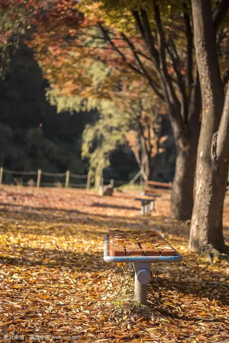 秋天公园长椅上落叶的照片