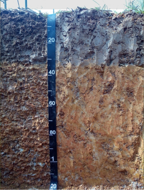 巴州区第三次全国土壤普查剖面调查与采样圆满完成