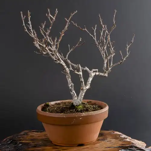 怡景园 日本小品蔓梅凝盆景 高档盆栽 实物拍摄 10年生